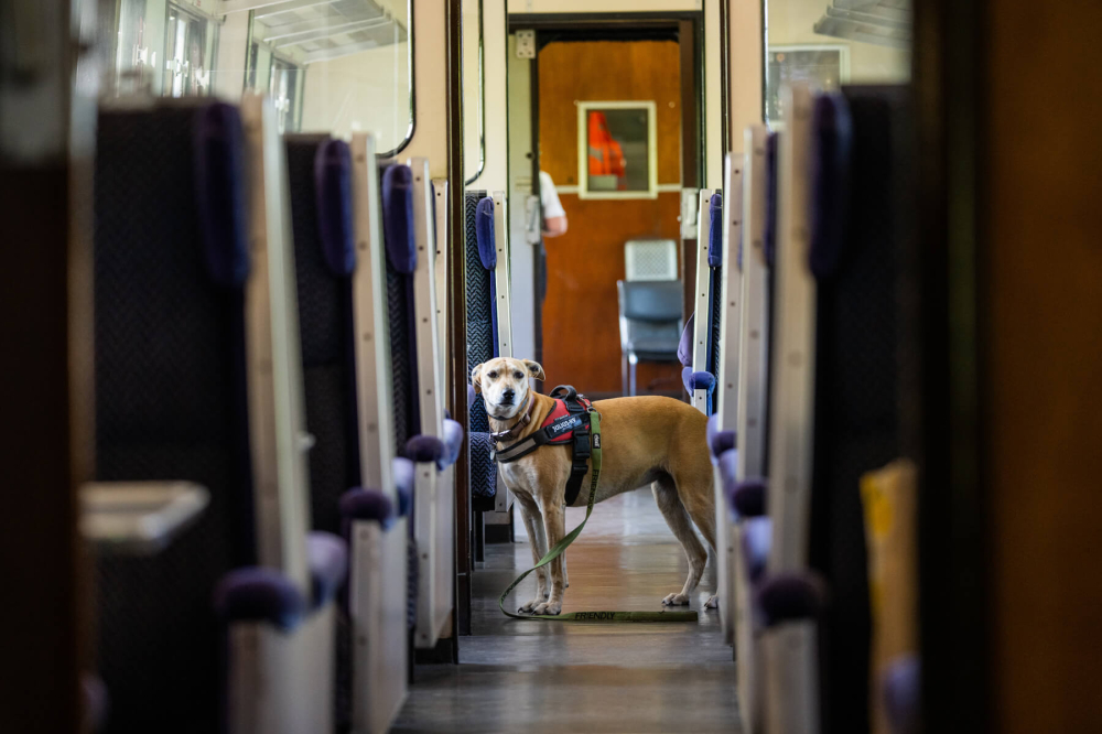West Somerset Railway Carriages