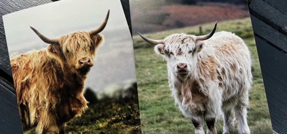 Lens Crafted Memories